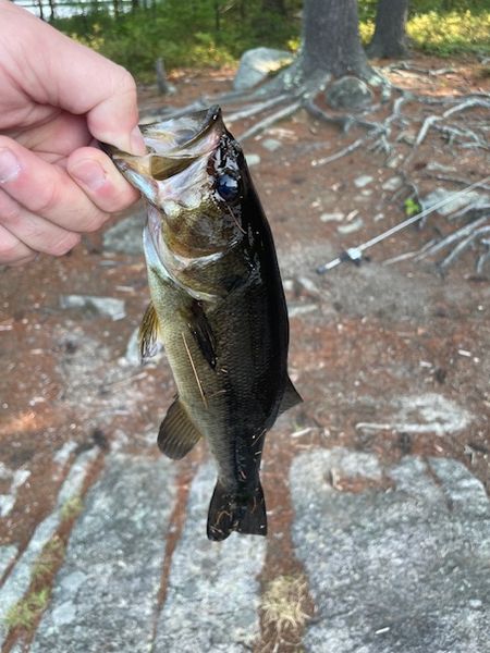 abu garcia black baitcaster Ambassadeur Pro Rocket AbuGarcia Cardinal III S2000 The new Abu Garcia Rod Length | Action | Power | Reel Type:6'6