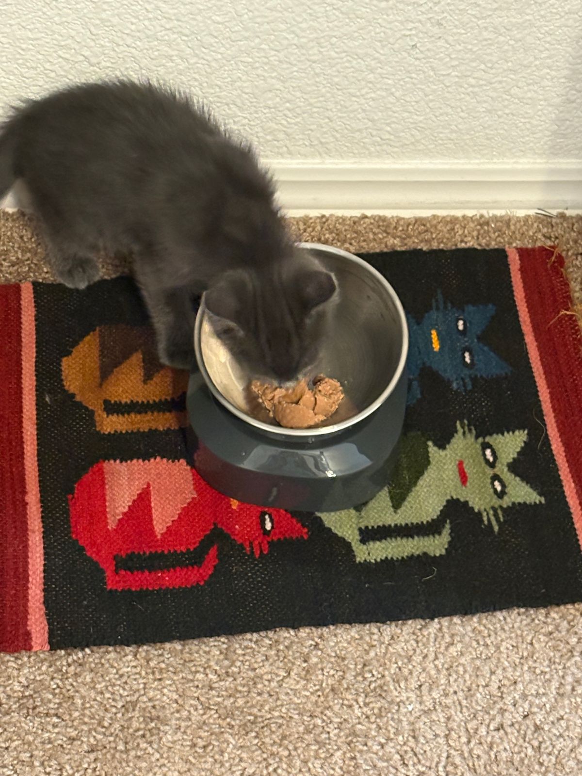 Feeding Reddit Dry Cat Food Canned Cat Best Dry Cat Food Reddit