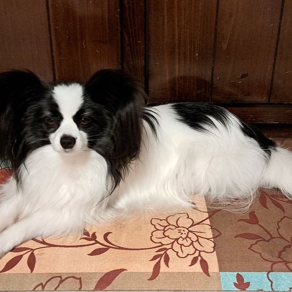 Banjo the dog