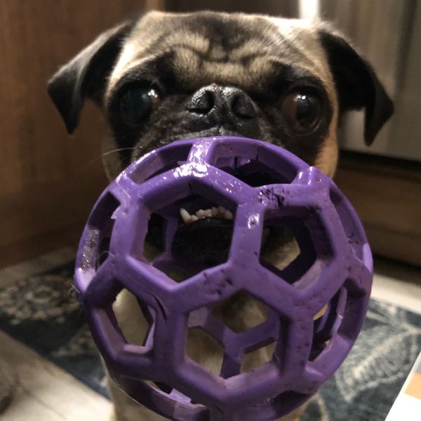 Teddy the pug