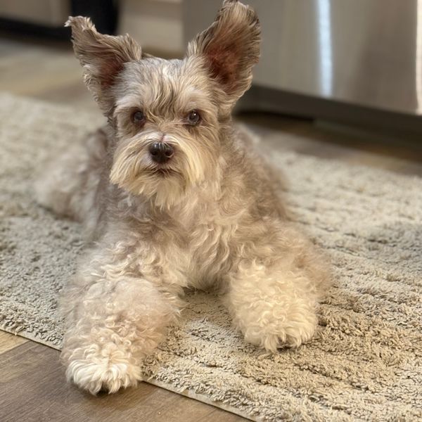 Buddy, a senior dog