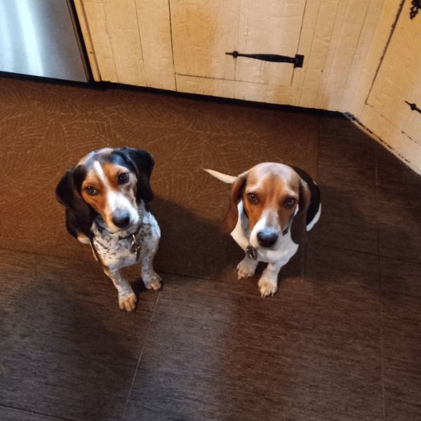 Millie and Annie, two beagles