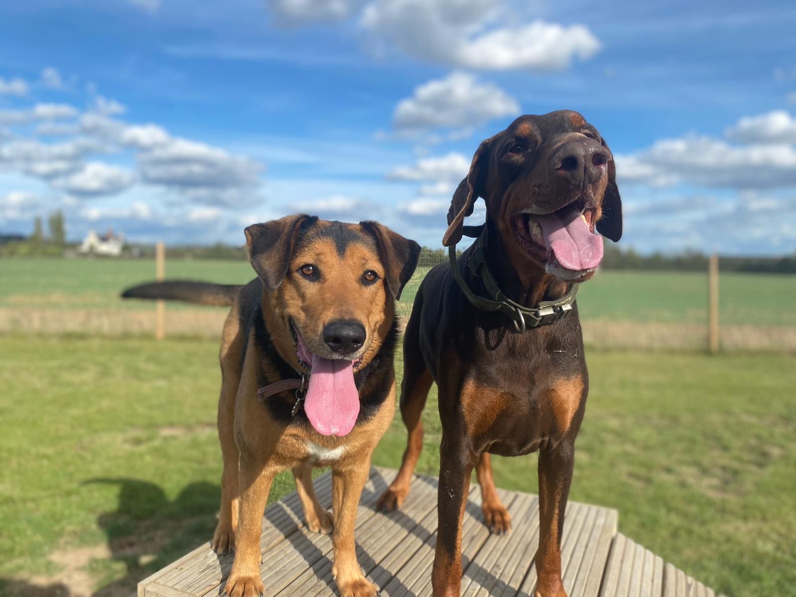 Nutritional Dog Food for Senior Dogs Omni – Omni Pet Limited