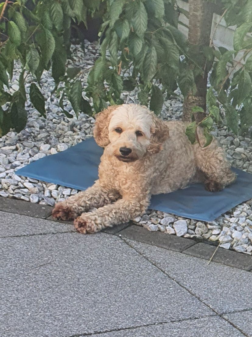 Donate Poodle And Pooch Dog Rescue Space Coast Poodle Rescue Hot Sale