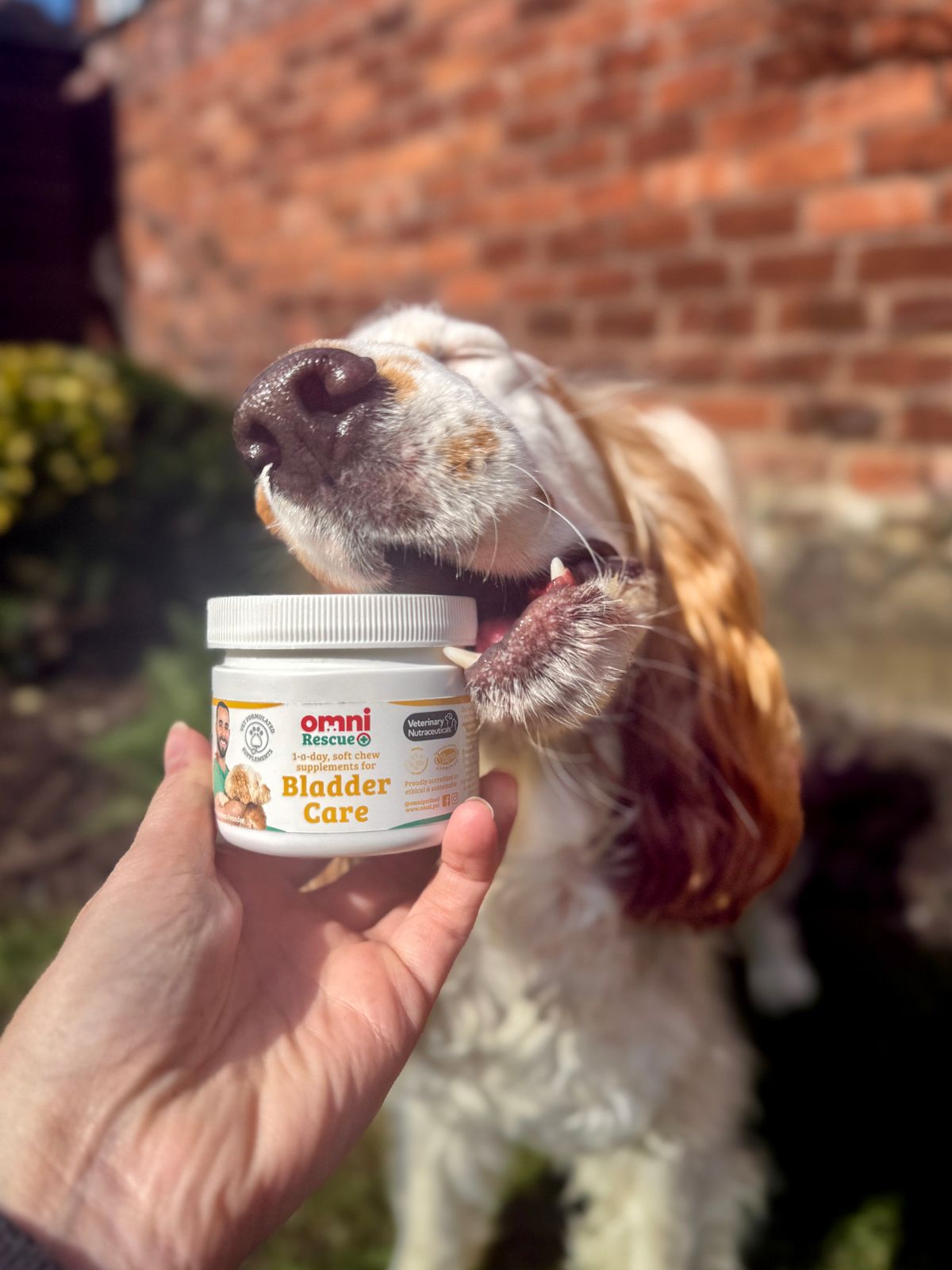 Bladder Stones Homemade Dog Food For Urinary Tract Infections Dog