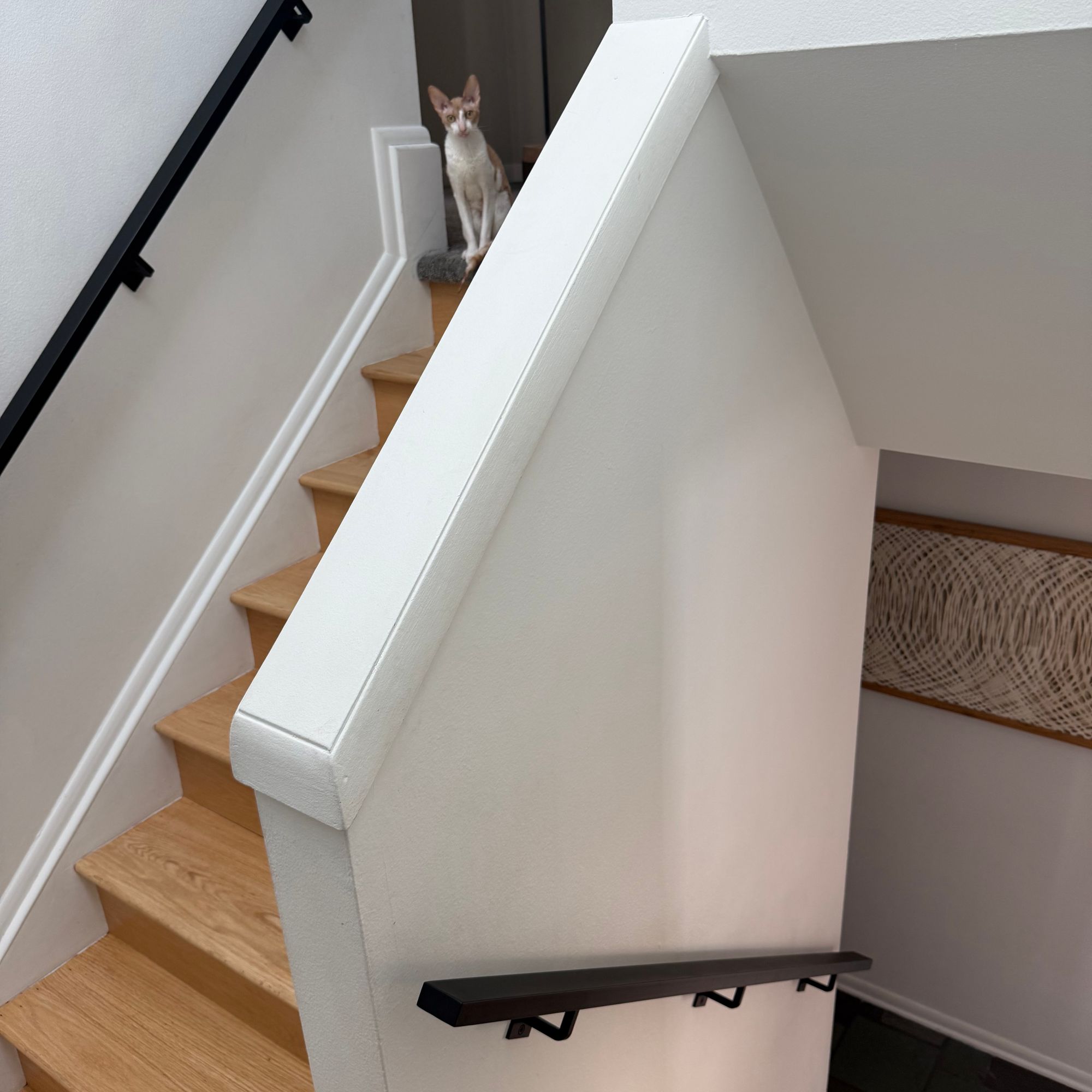 A cat sits on wooden stairs with white railings in a modern home interior