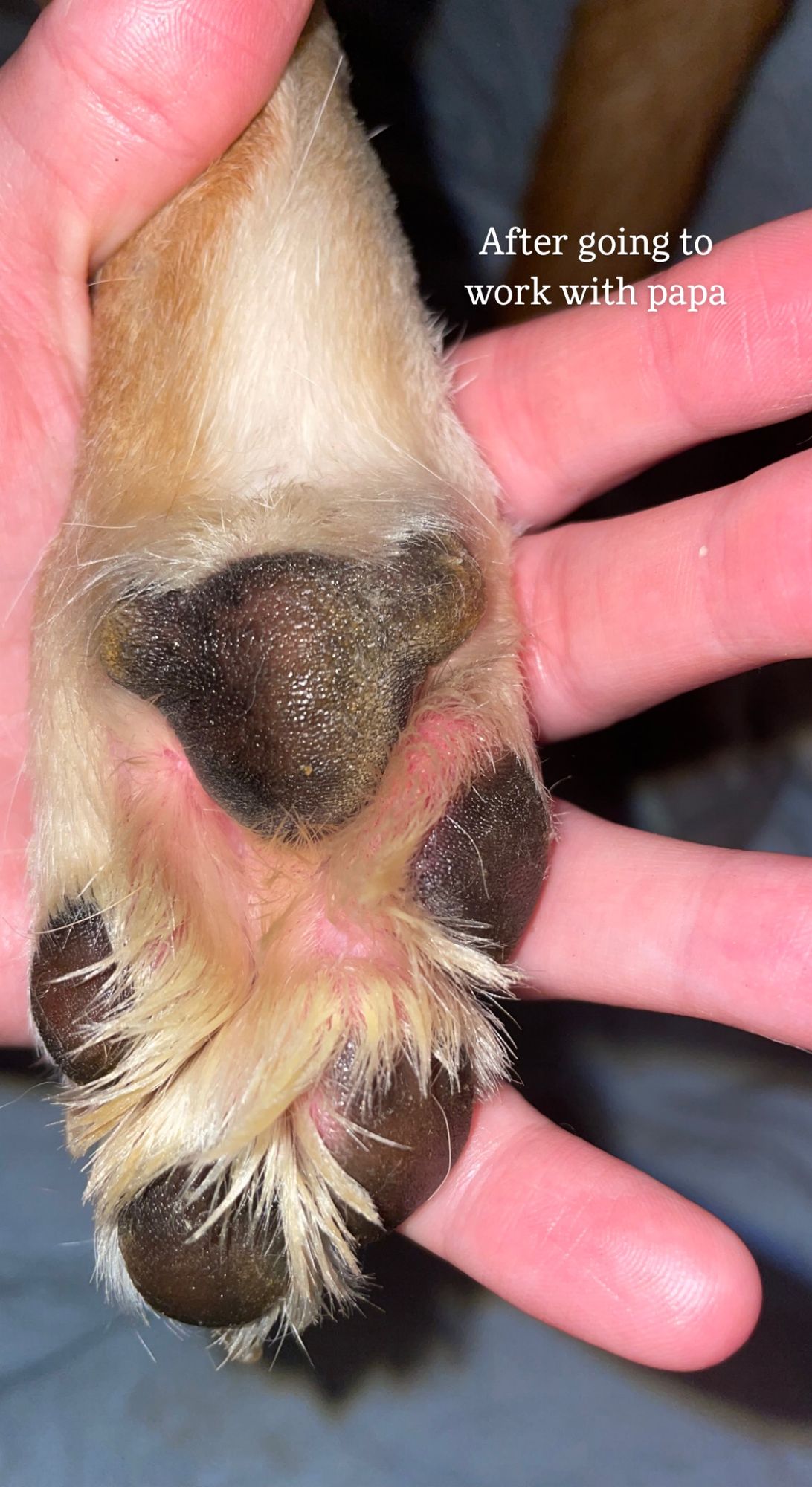 Pink Puppy Paw Pads Itchy Paw Pack For Allergies And Yeasty Paws