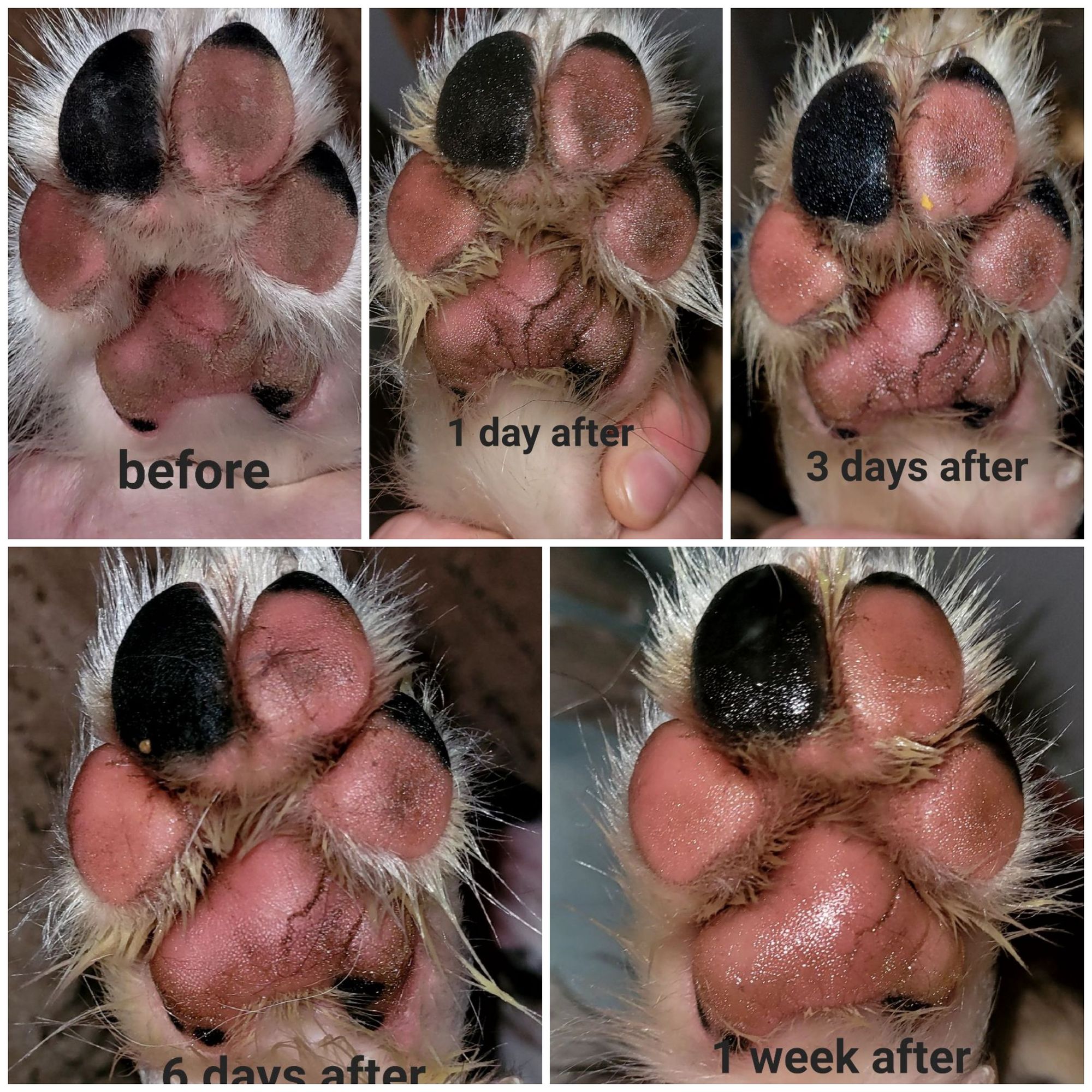 Paw Soother Balm for Dogs Natural Dog Company