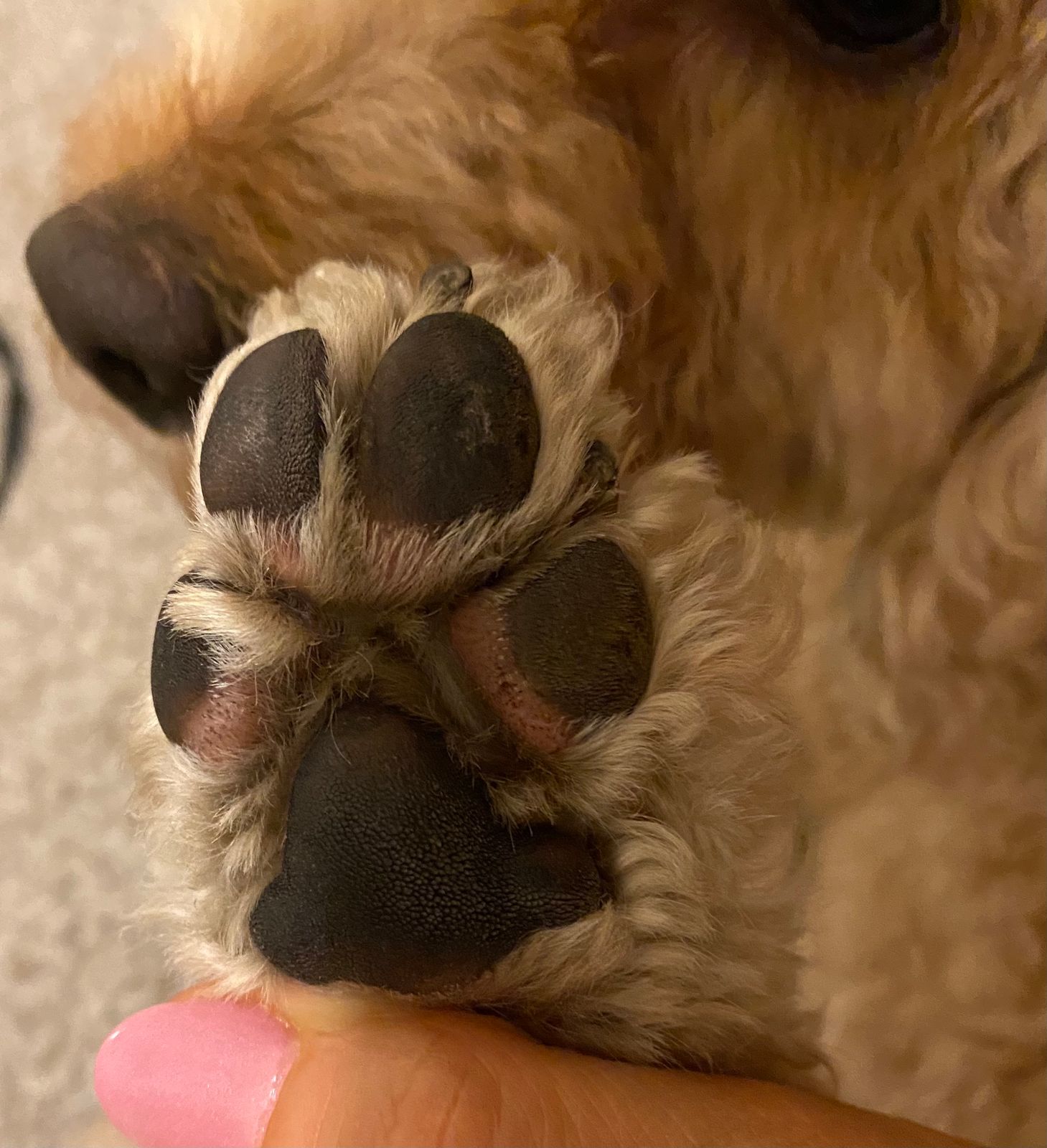 PAWdicure Pack for dog paws Natural Dog Company