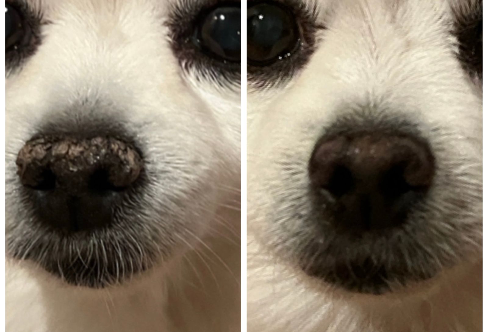 Snout Soother Balm for Dogs Natural Dog Company