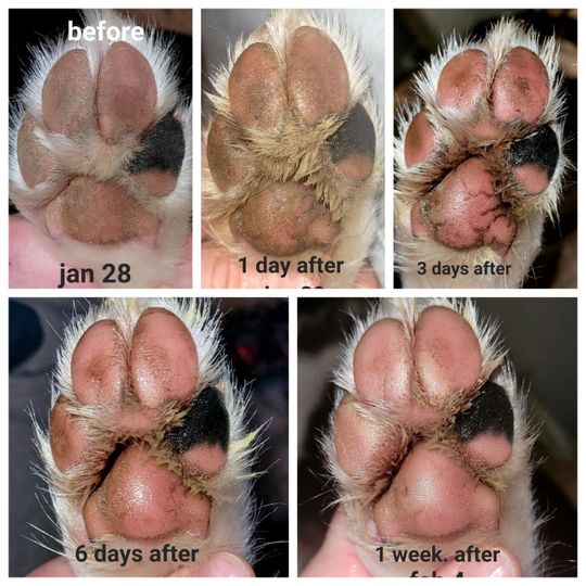 Paw Soother Balm for Dogs Natural Dog Company