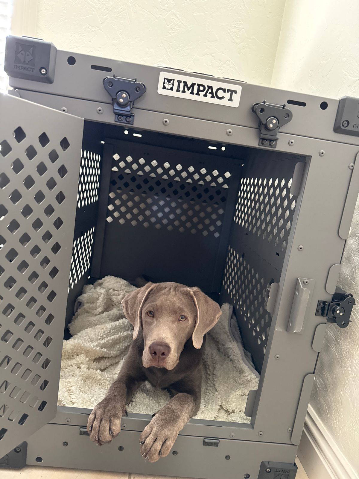 Golden Doodle Giant 450 Pound Dog Big Dog 450 Lb Poodle Black