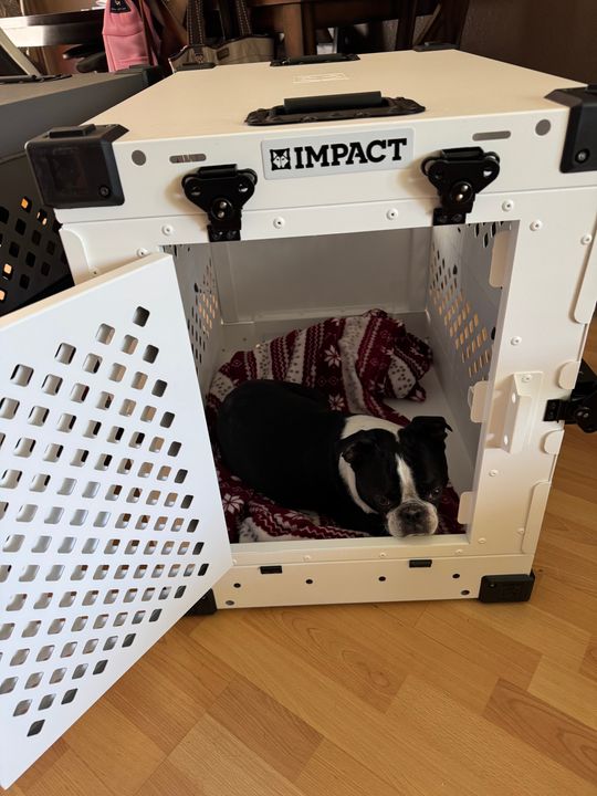How to Collapse a Dog Crate: Quick, Easy Steps for Every Owner