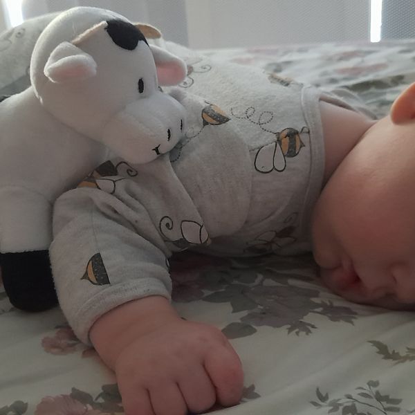 Toy Cow  MooGoo USA