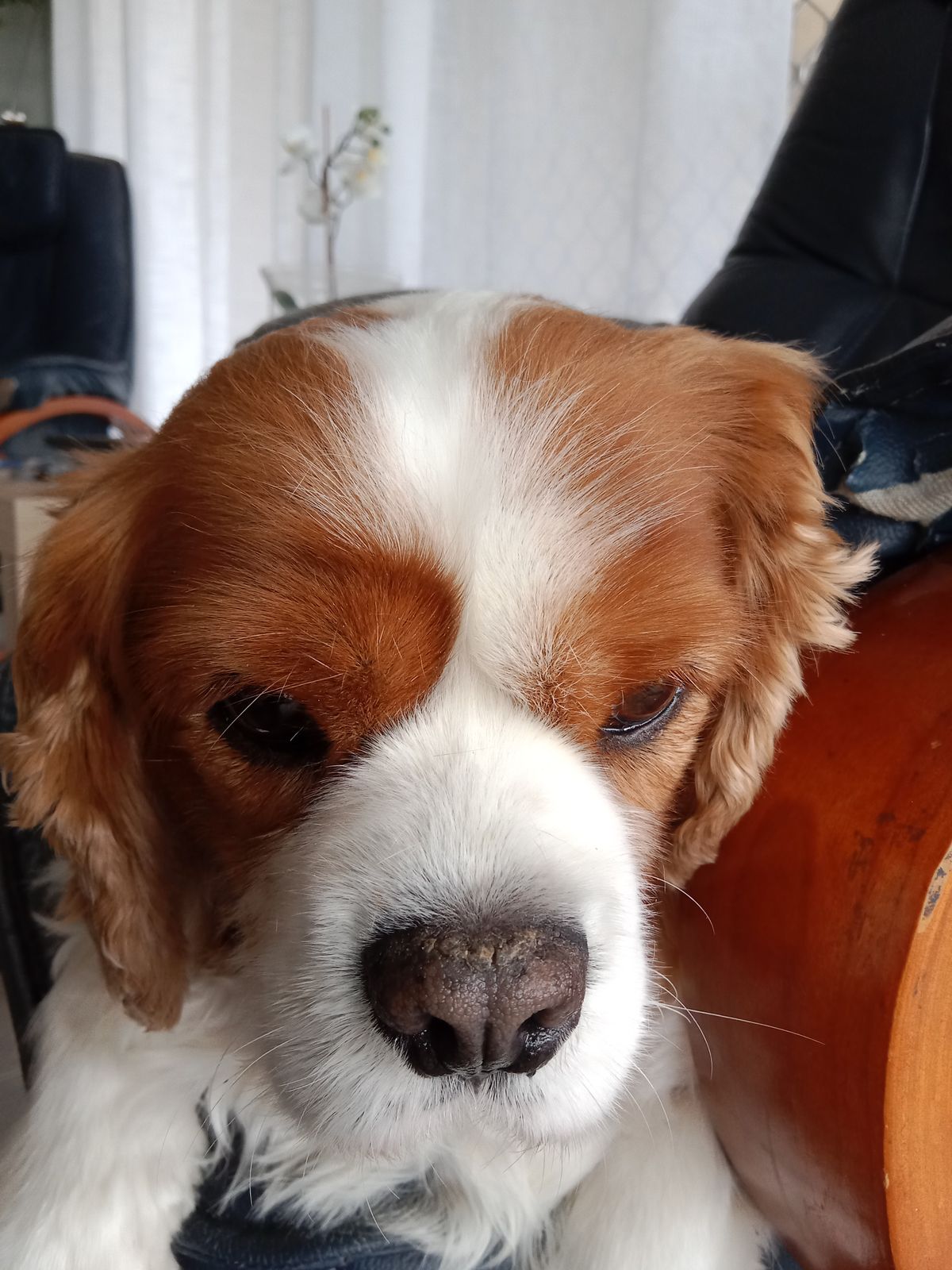 Dry Eye Cavalier Coats Dry Eye Pets Natural Oral Remedy For Cats