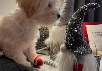 Customer-uploaded image. Click to see more details. The image represents: A small fluffy white dog sitting next to decorative holiday gnome figurines with sequined hats and white beards