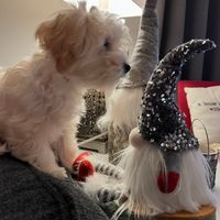 Customer-uploaded image. Click to see more details. The image represents: A small fluffy white dog sitting next to decorative holiday gnome figurines with sequined hats and white beards