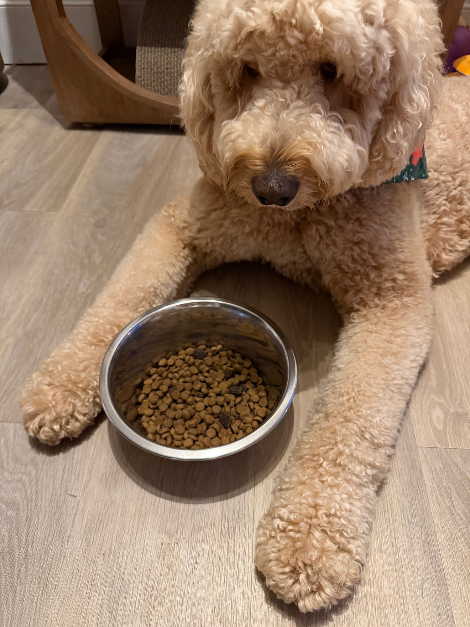purina performance dog food Purina Pro Plan Sport Performance 30/20 Chicken & Rice Formula Dry Dog   Concord Pet Foods & Supplies| Delaware, Pennsylvania, New Jersey, Maryland