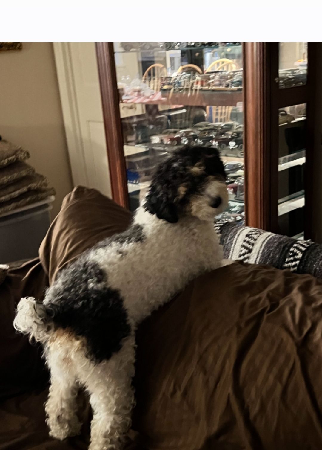 Ungroomed Poodle Tails 2+ Thousand Young Standard Poodle Royalty