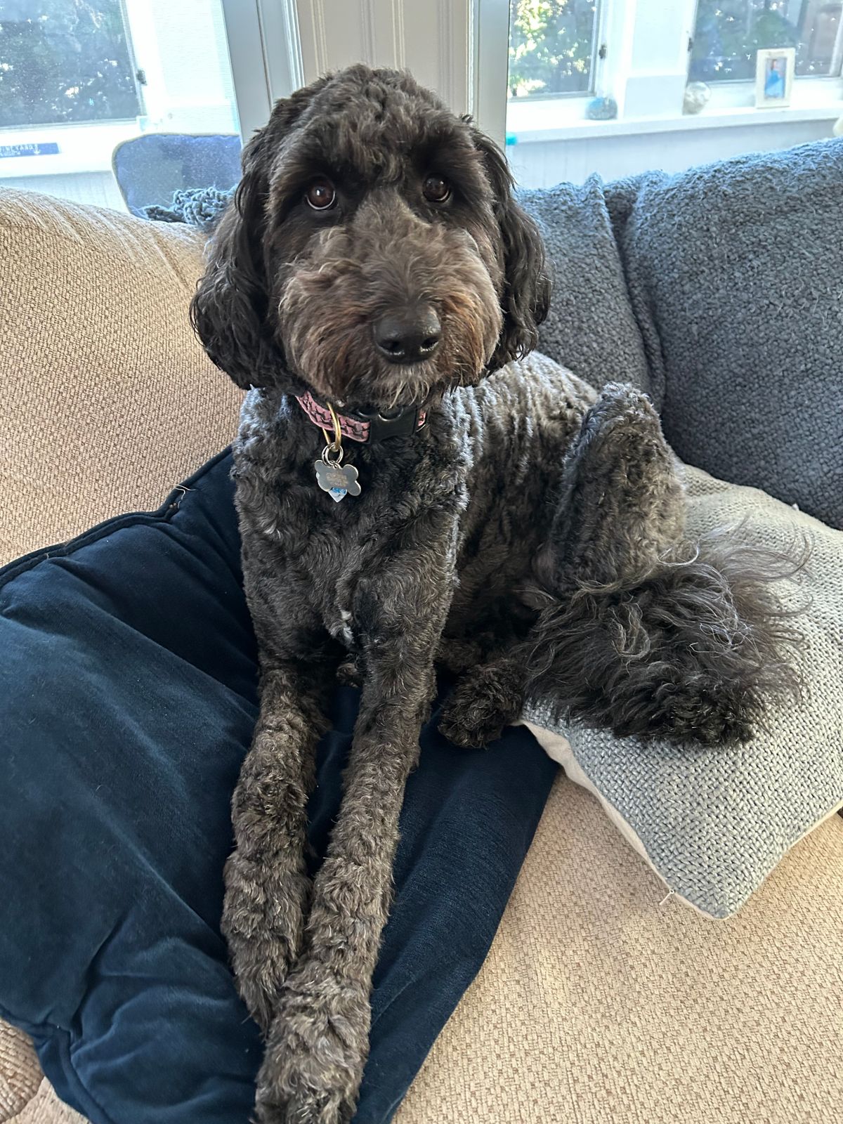 Yogurt Drops – Polkadog