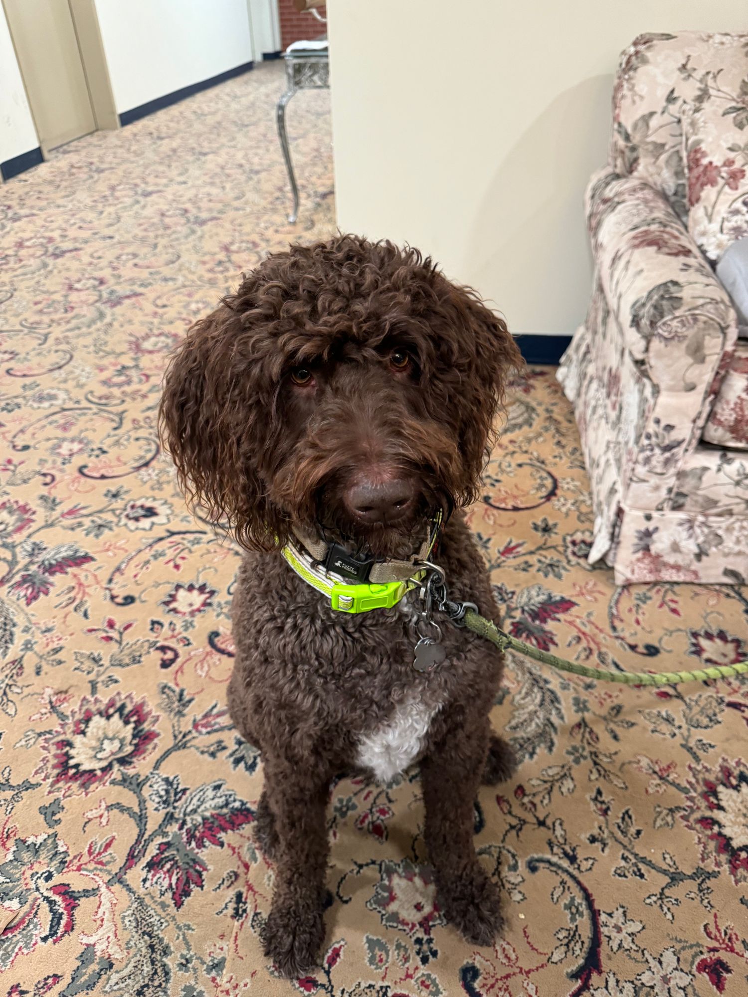 Chicken Twist Large – Polkadog