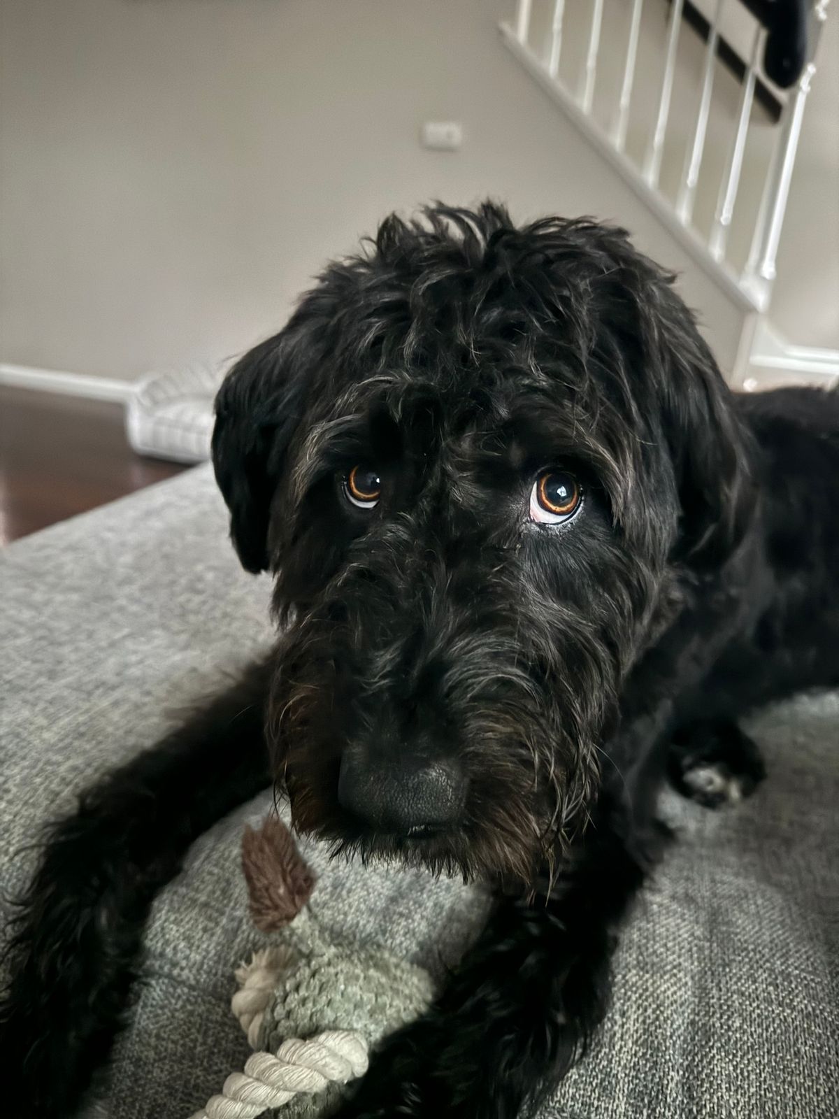 Giant Schnauzer Mixed With Lab Schnauzer Mixed Breed Puppies For