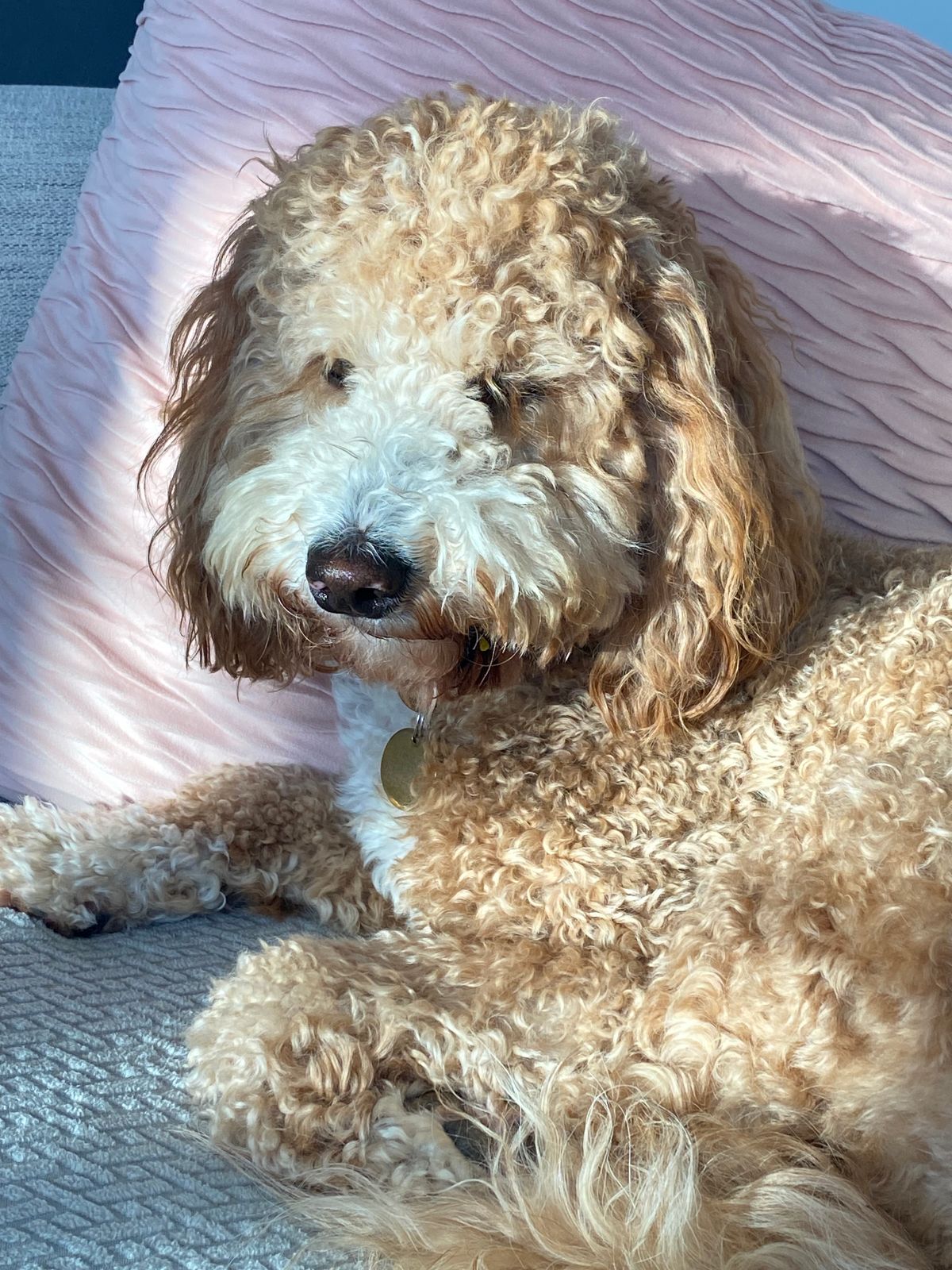 Primal Freeze-Dried Nuggets Chicken Formula – Polkadog