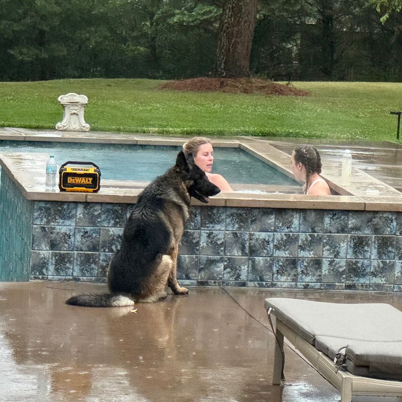A large dog sits by a swimming pool while two people relax in the water