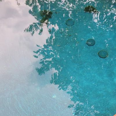 A backyard swimming pool with clear blue water reflecting trees and sky
