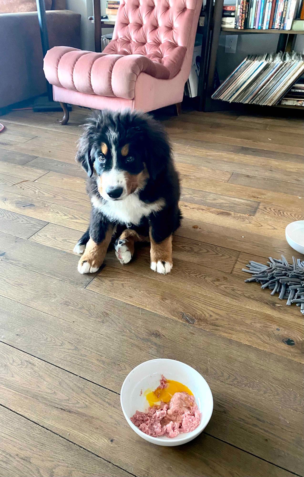 Raw Diet Bernese Mountain Dog Puppy Feeding Raw Dog Food |Turkey