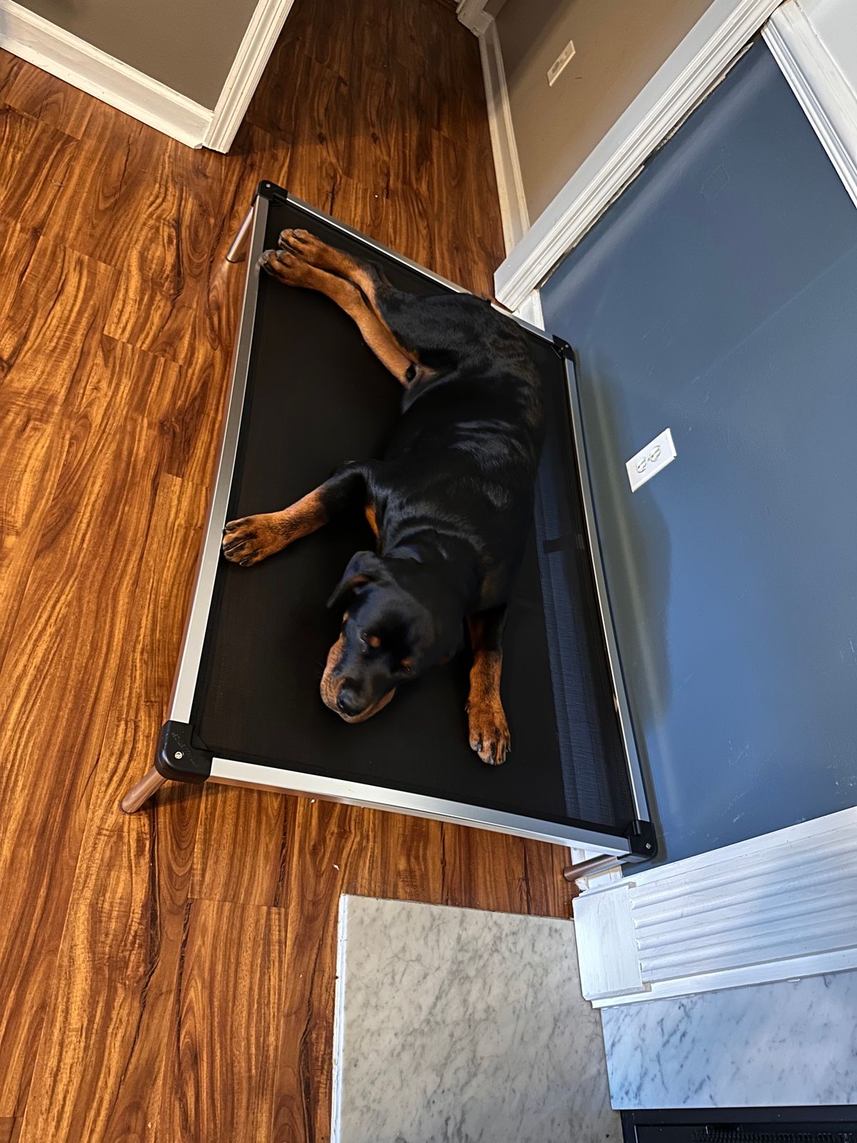 Mattress Extra Large Raised Dog Bed BingoPaw Large Dog Sofa Bed