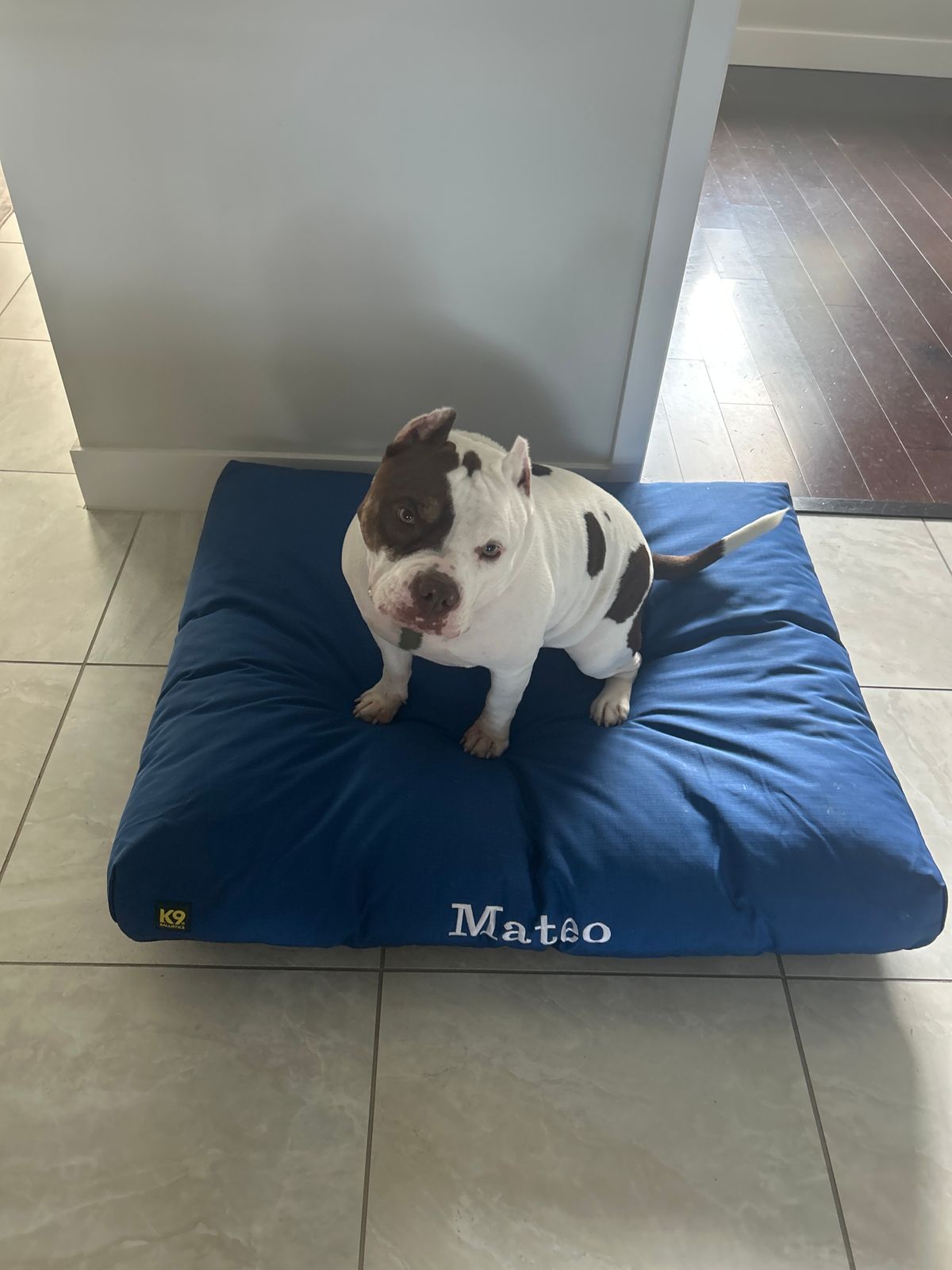 Dog Mattress Tuff Stuff Dog Bed Tough Rip-Stop™ Rectangle Pillow - Main Image