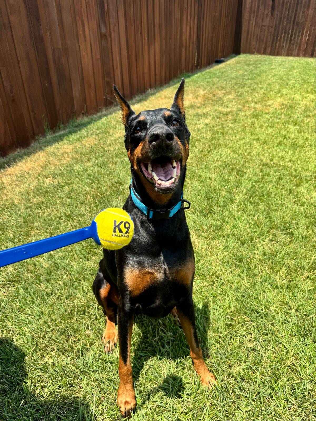 K9 Play™ Ball Launcher Dog Toy – K9 Ballistics