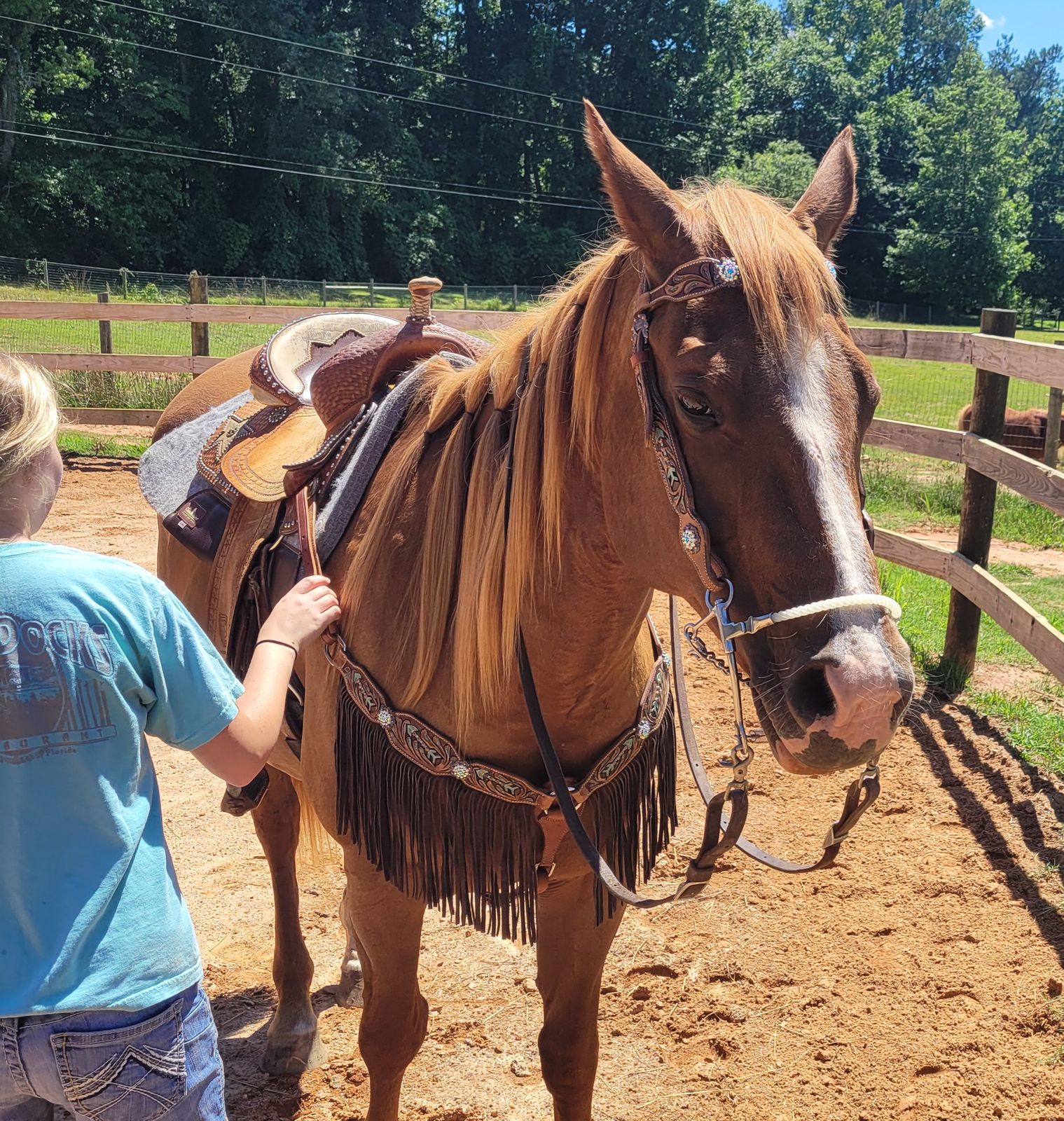 Benefits of Riding Bitless with a Hackamore Bridle for Your Horse – Graysville MFG
