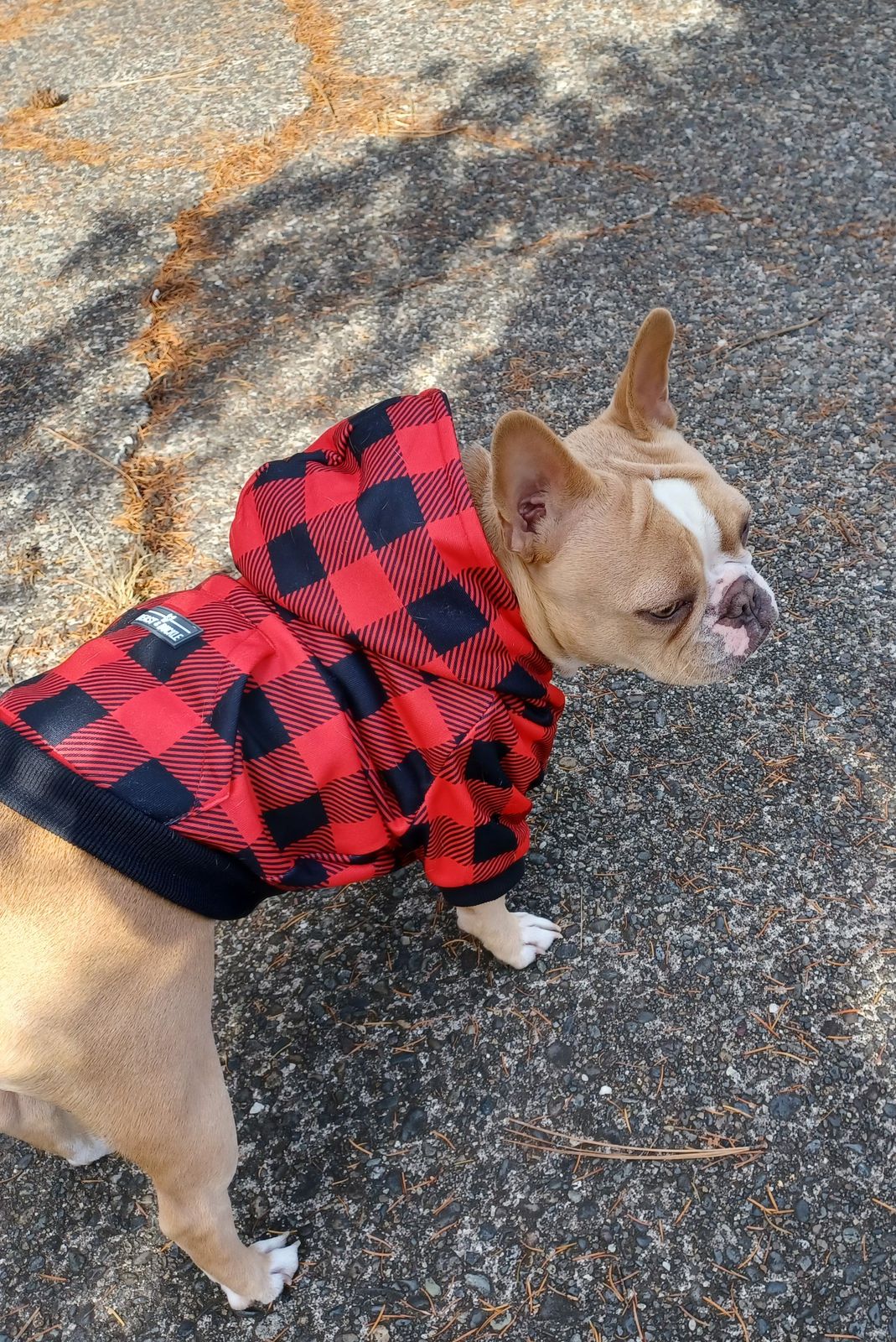 Cool Camo Hoodie for Small Dogs – Beast Buckle