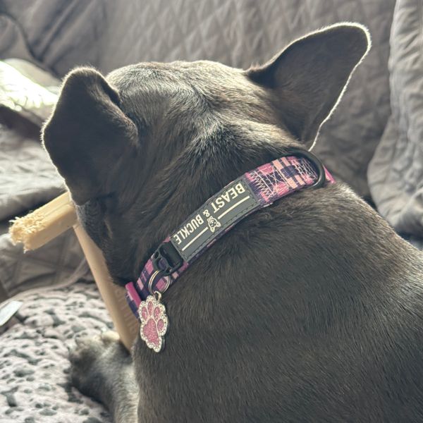 Purple Plaid Dog Collar – Beast & Buckle