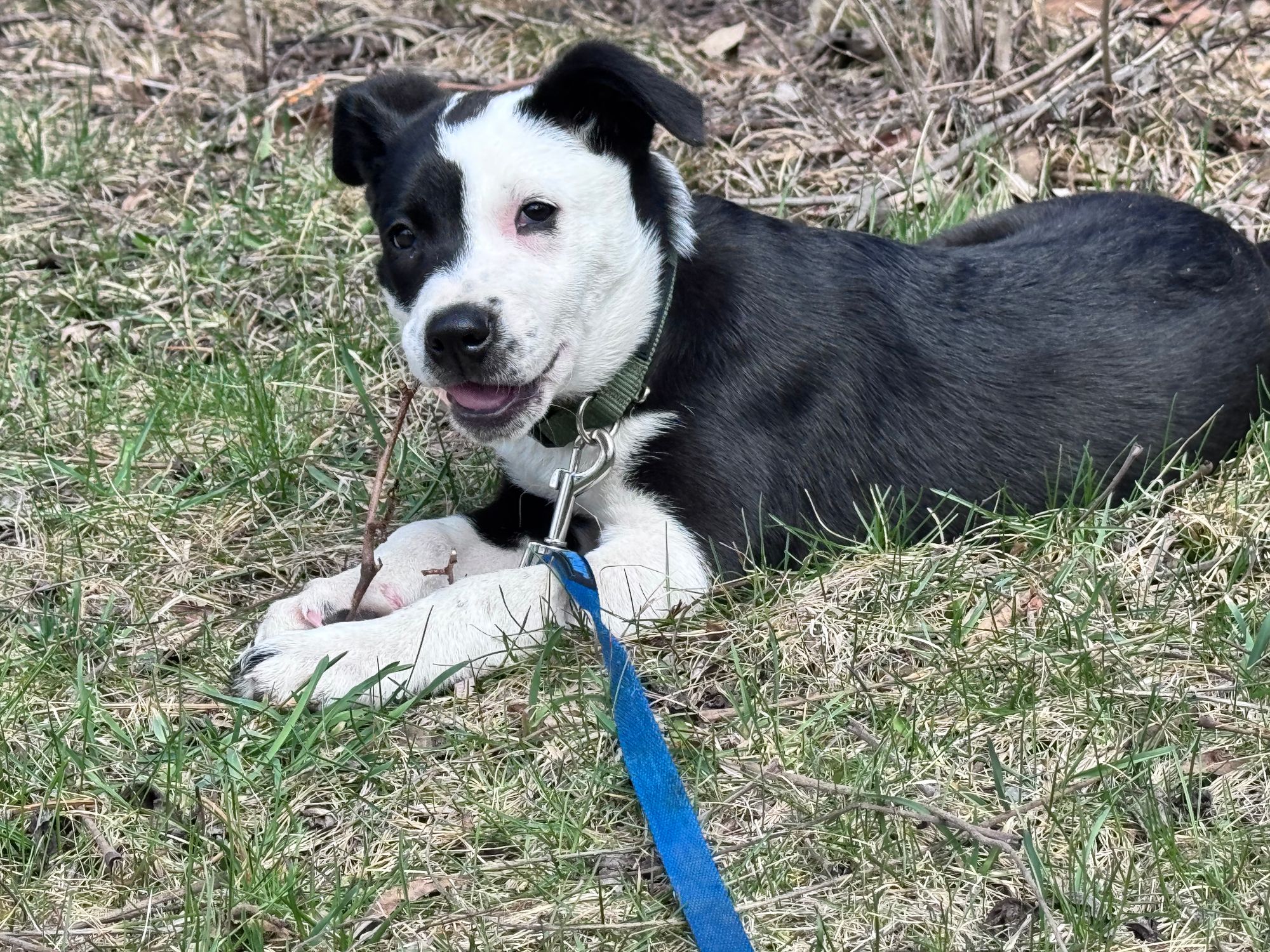 Bull Arab X Koolie Breed Health Dog DNA Test Embark Vet