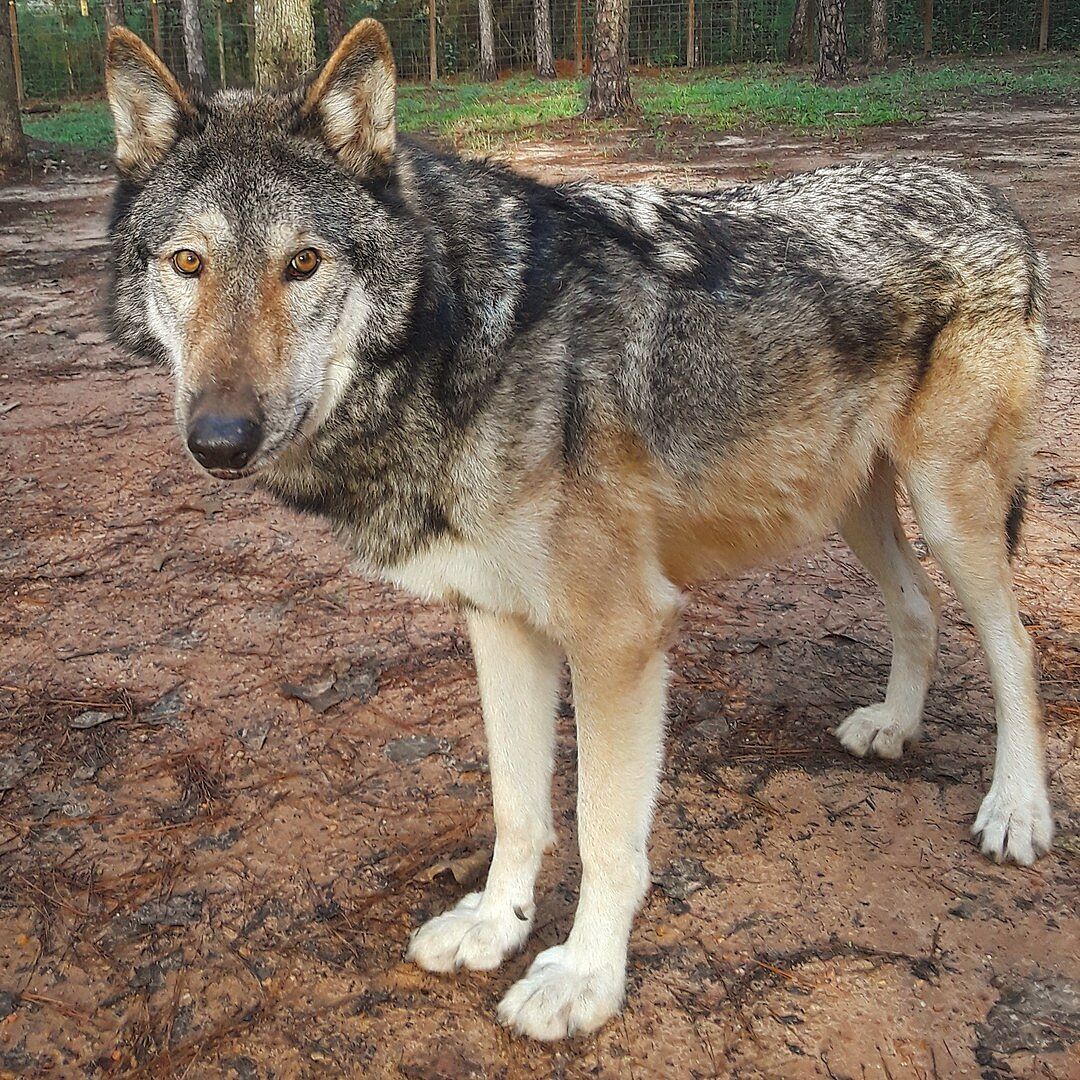 Wolf Hybrid Wolf Dna In Dogs Wolfdog DNA
