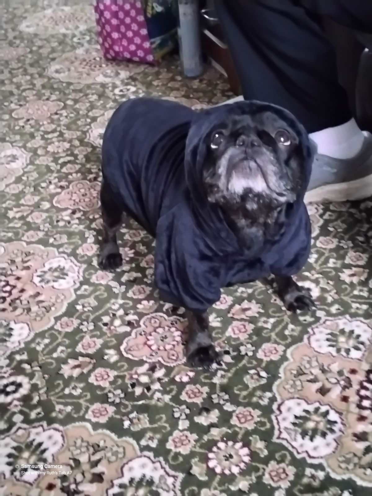 All Black Oodie™ Original Dog – The Oodie