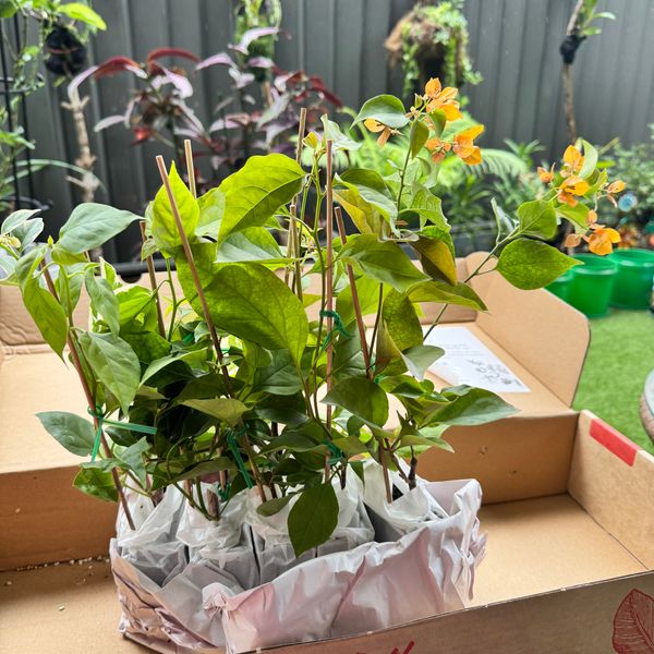 Reviews  Plants in a box