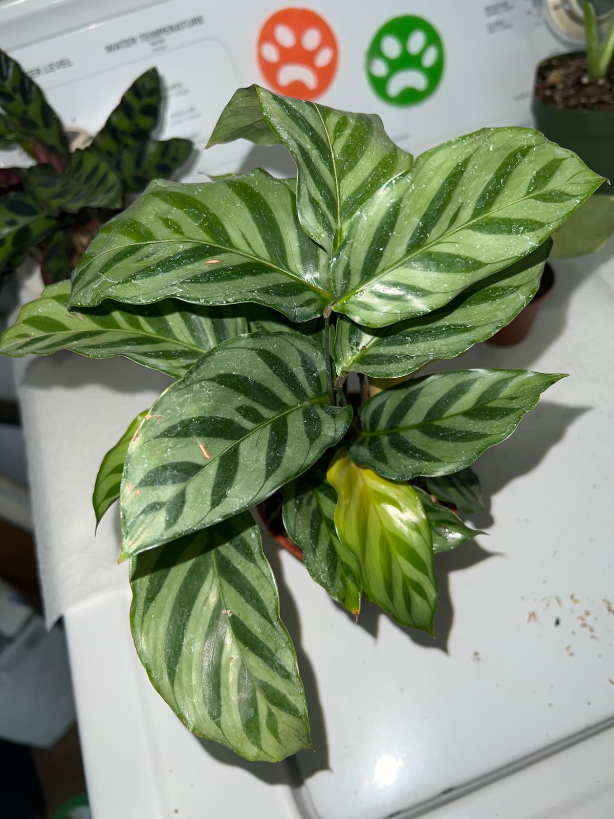 dracena jak przesadzać 🌱 Dracena marginata (Dracaena obrzeżona) XL main image 1