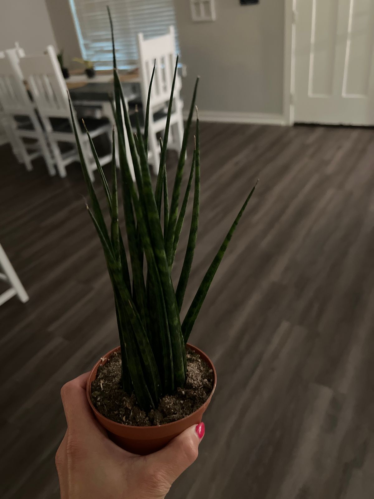 4" Sansevieria 'Fernwood Mikado' - BWH Plant Co.