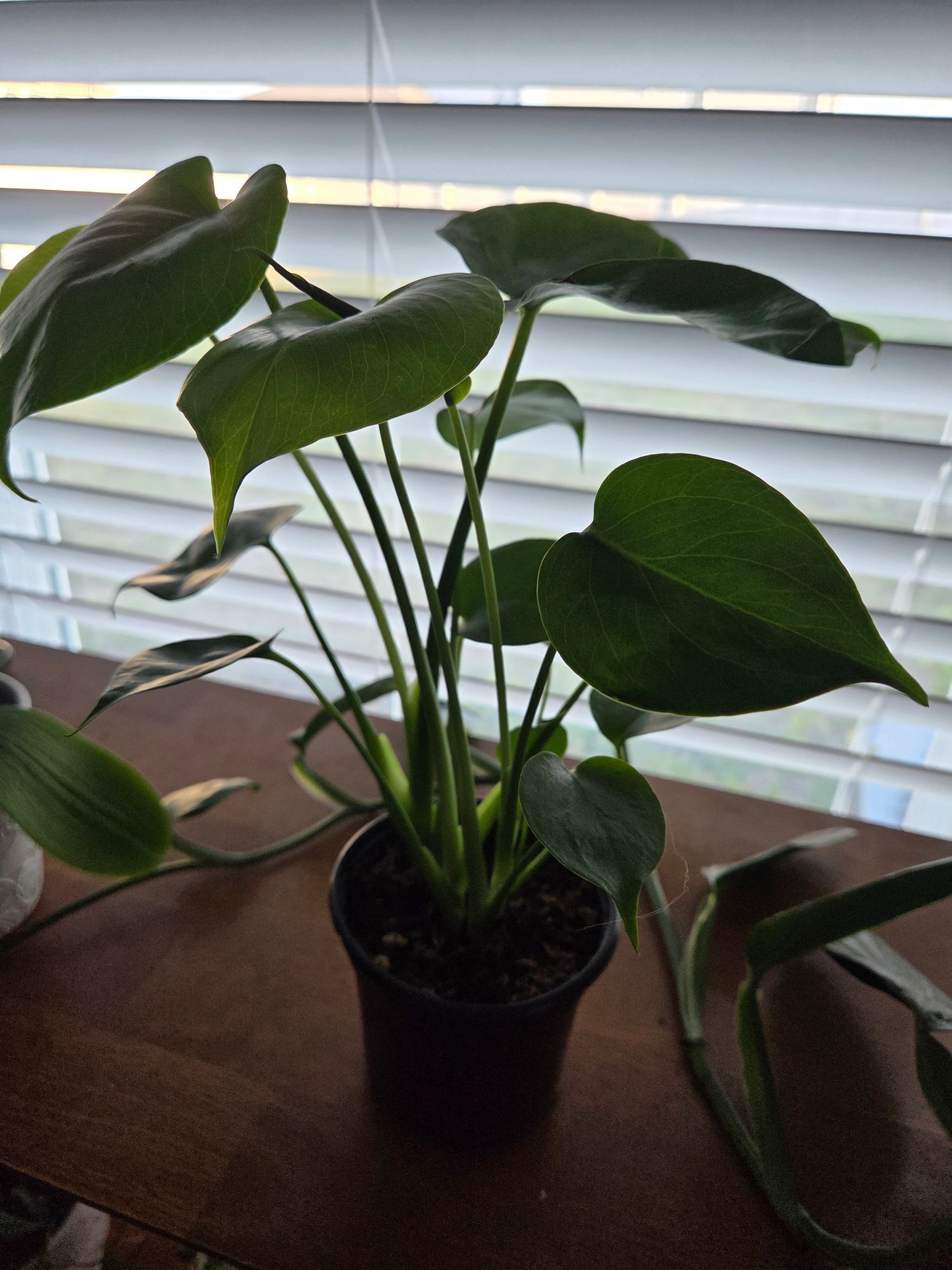 4" Monstera 'Deliciosa'  BWH Plant Co