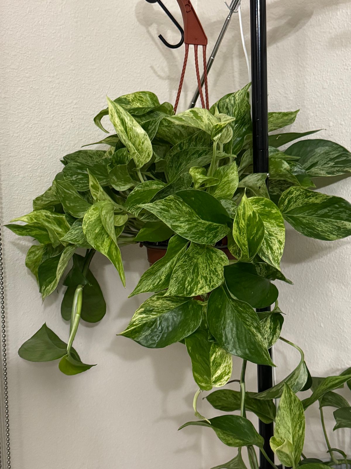 philodendron wend imbe variegated Philodendron wend imbe Variegated
