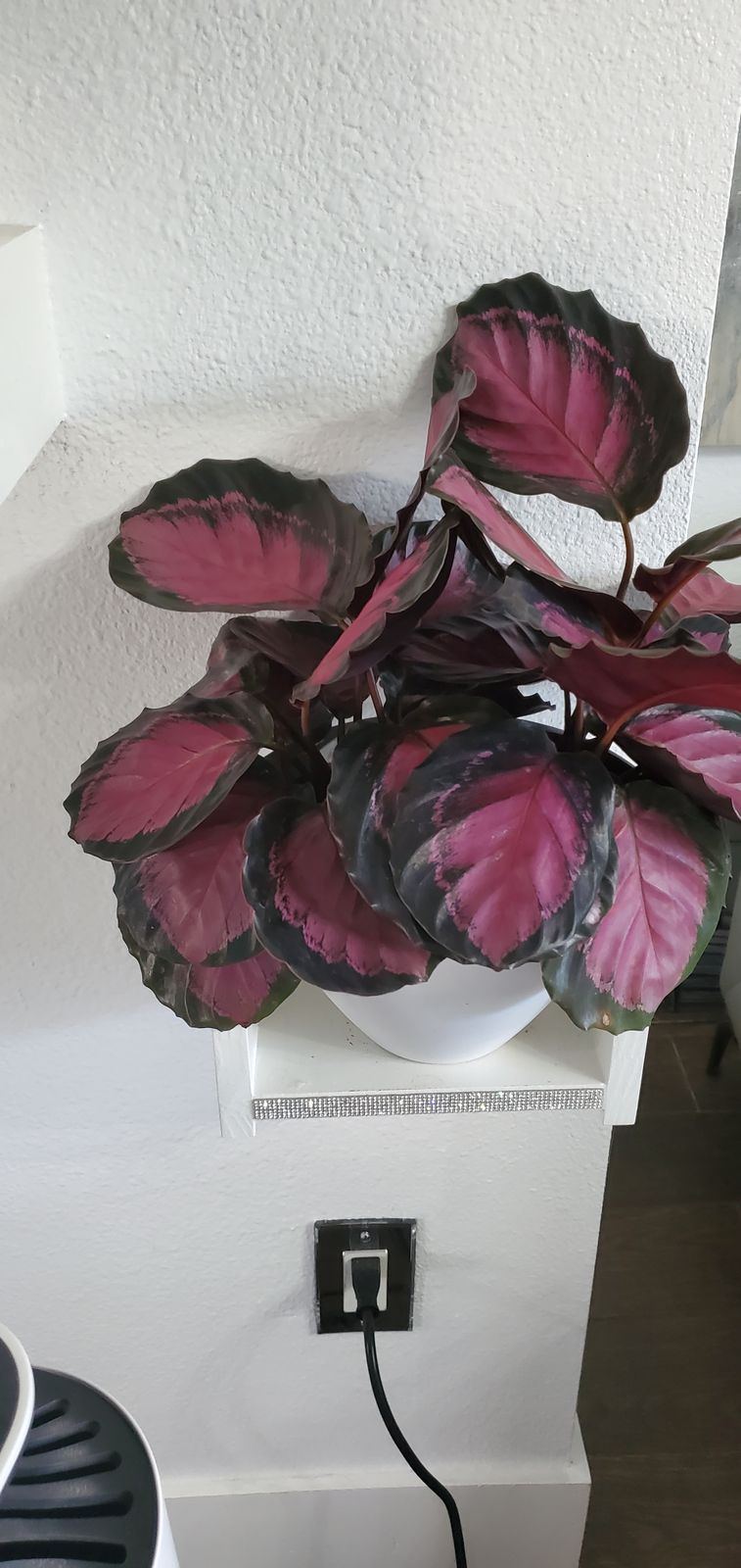 4" Calathea 'Crimson'  BWH Plant Co