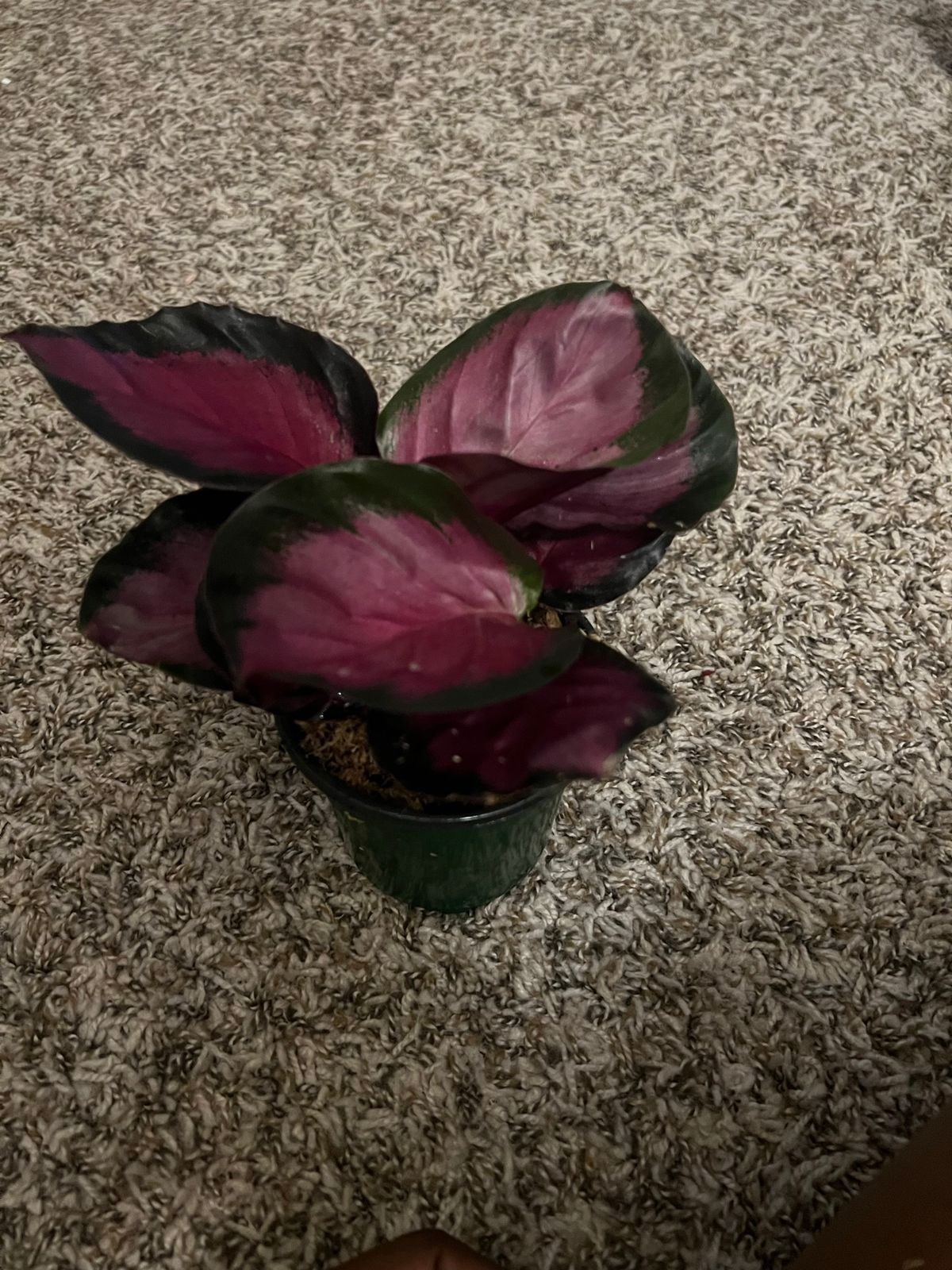 drachenbaum dracaena reflexa Dracaena Reflexa – Interior Foliage Design