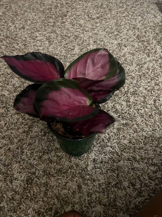 4" Calathea 'Crimson'  BWH Plant Co