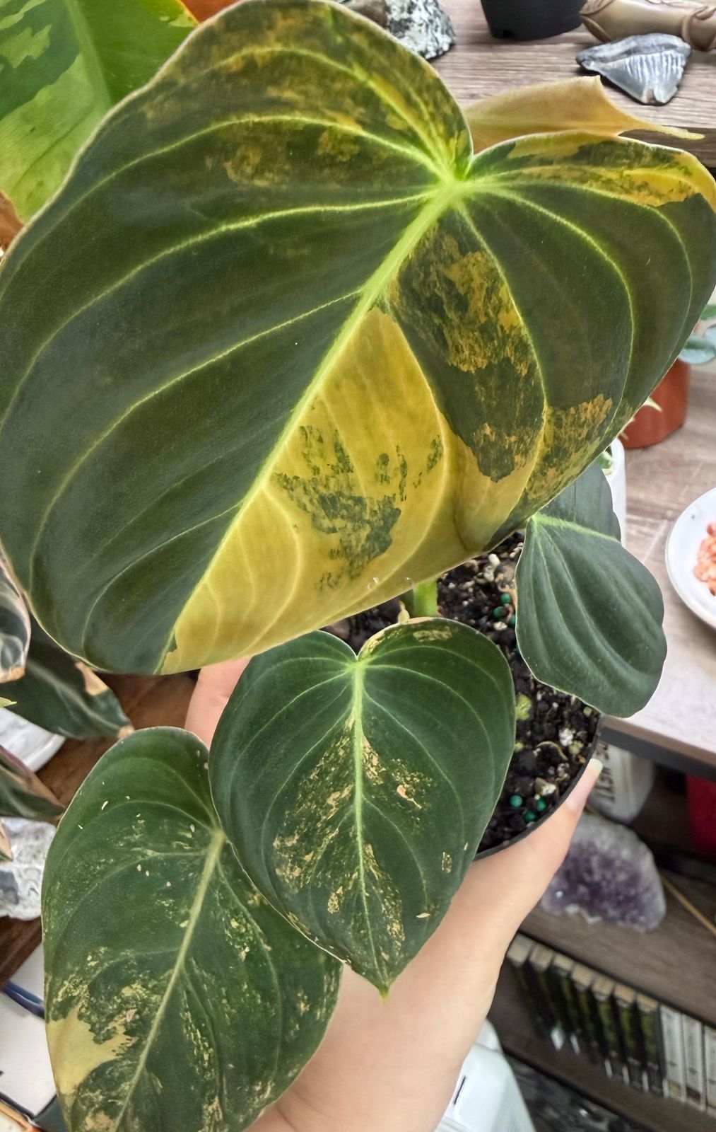 4" Variegated Philodendron Melanochrysum 'Peach Fuzz'  BWH Plant Co