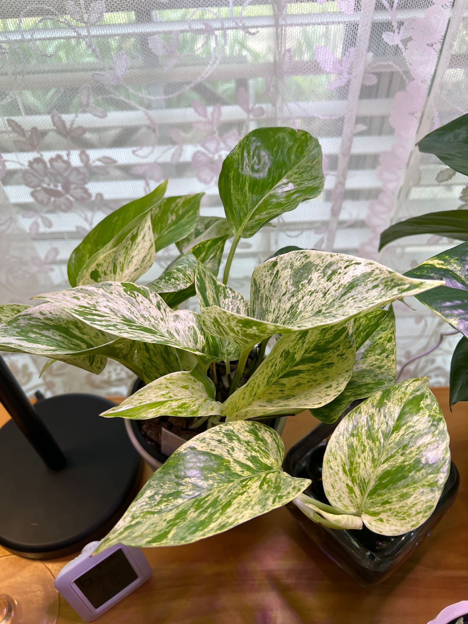 4" Pothos 'Marble Queen'  BWH Plant Co