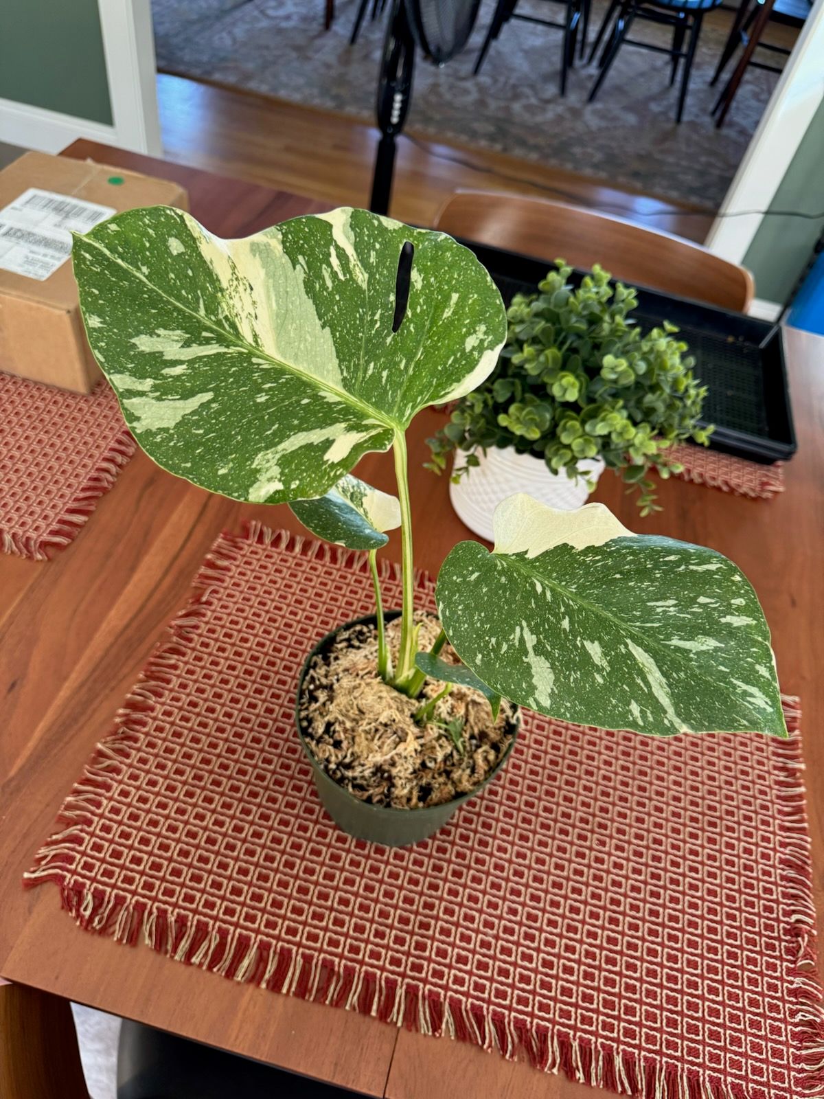 thai collection monstera Buy Rare Monstera Thai Constellation main image 1